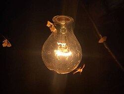 Moths circling an electric light bulb