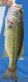 A largemouth bass caught by an angler
