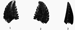 Holotype tooth in multiple views