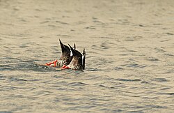 Spot-billed ducks dabbling