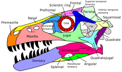 Labeled diagram of a typical archosaur skull, the skull of Dromaeosaurus