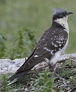 Great spotted cuckoo, sympatric with the magpie