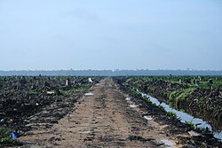 Deforestation in Indonesia, to make way for an oil palm plantation.