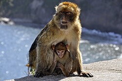 Barbary macaque with its young in Cap Carbon (Gouraya National Park).