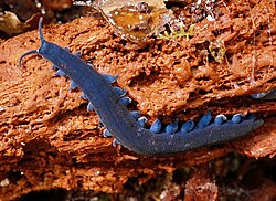 The velvet worm (Onychophora) is closely related to arthropods[94]