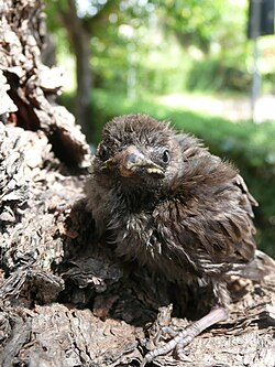 A sparrow chick