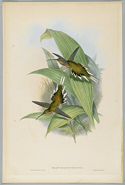 Phaethornis Pretrei, the Planalto Hermit, Brooklyn Museum