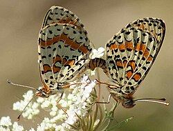 Mating pair of spotted fritillaries on greater pignut