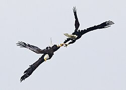 Bald eagles with talons locked together in a mating dance spiral free-fall dive