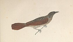Illustration in Avium Species Novae by von Spix