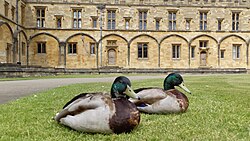 Ducks Tom and Peck in Tom Quad on a sunny day.