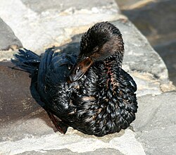 A surf scoter covered in oil as a result of the 2007 San Francisco Bay oil spill