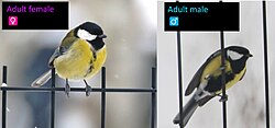 Female and male great tits
