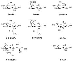Eight sugars commonly found in glycoproteins.