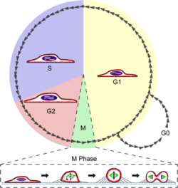 Cell shape changes through mitosis for a typical animal cell cultured on a flat surface. The cell undergoes mitotic cell rounding during spindle assembly and then divides via cytokinesis. The actomyosin cortex is depicted in red, DNA/chromosomes purple, microtubules green, and membrane and retraction fibers in black. Rounding also occurs in live tissue, as described in the text.
