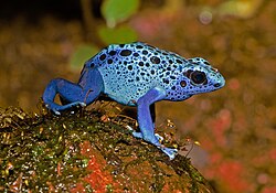 Blue poison dart frog