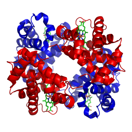The structure of iron-containing hemoglobin. The protein subunits are in red and blue, and the iron-containing heme groups in green. From PDB: 1GZX.