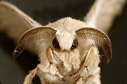 Adult silk moth