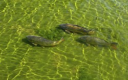 The common carp was named Cyprinus carpio in 1758.