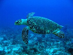 ภาพประกอบบทความ