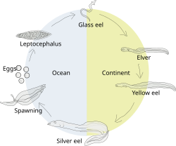 Lifecycle of a typical (catadromous) eel