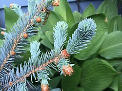'Mission Blue' blue spruce new growth in spring