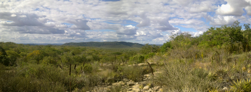 Steppe savanna, called Caatinga in Brazil, the predominant vegetation of the Sertão and also present in part of the Agreste
