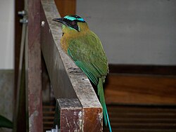 Lesson's motmot