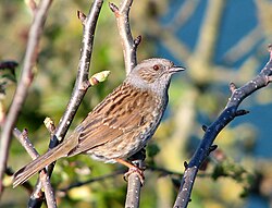Male dunnocks (Prunella modularis) peck at the female's cloaca, removing sperm of previous mates