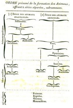 Jean-Baptiste Lamarck's 1815 diagram showing branching in the course of invertebrate evolution