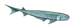 Acanthodes