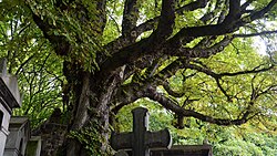 Example of flora of Père Lachaise