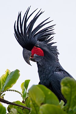 At Chili Beach, Cape York, Australia