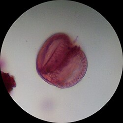 Pine pollen under a modern simple light microscope