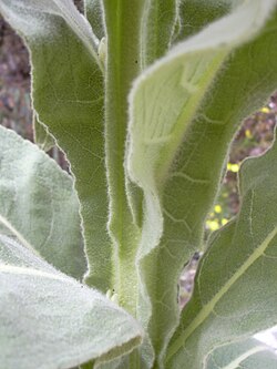 Common mullein (Verbascum thapsus) leaves are covered in dense, stellate trichomes.