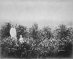 Coffee plantation in Dutch East Indies circa 1870–1900
