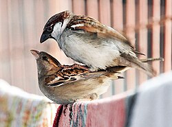 Copulating house sparrows