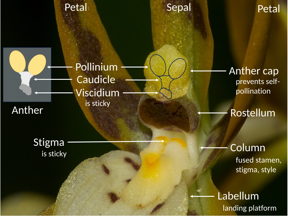 Orchid reproductive anatomy, illustrated with a Brassia[27]