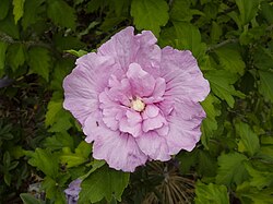 Flower of Hibiscus syriacus 'Notwoodone'