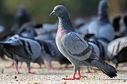 Feral pigeons in Bangalore, Karnataka, India