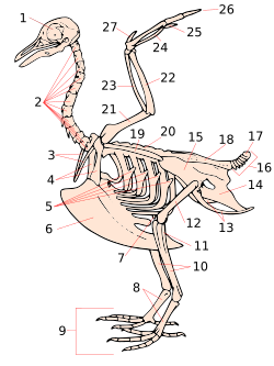 Pigeon skeleton; numbers 10 and 11 indicates the tibiotarsus