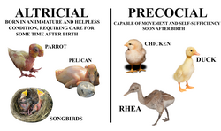 A diagram of altricial and precocial bird species