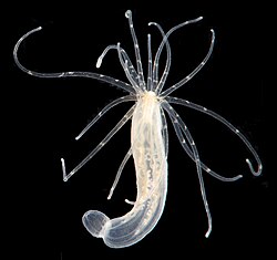 Cnidarians, like this starlet sea anemone, are the simplest animals to organise cells into tissue. Yet they have the same genes that form the vertebrate (including human) head.