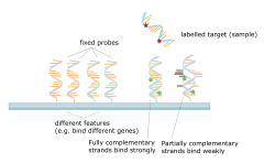 Hybridization of target to probe