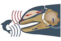 Diagram of Orca echolocation.