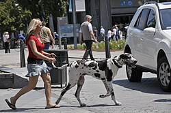 A pet dog