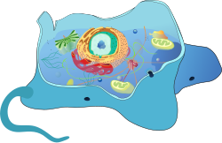 Stylized cutaway diagram of an animal cell (with flagella)