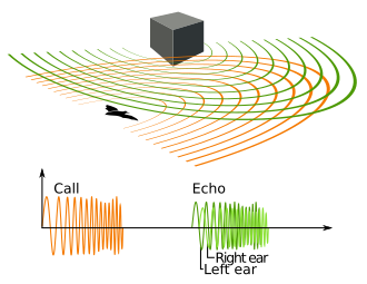 Principle of bat echolocation: orange is the call and green is the echo.