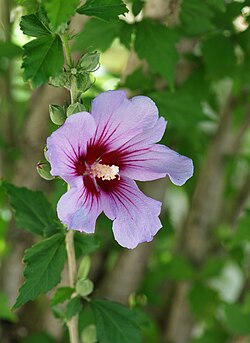 Hibiscus syriacus 'Oiseau Bleu'