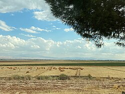 Sheep and fields in Bekaa Valley (2021)